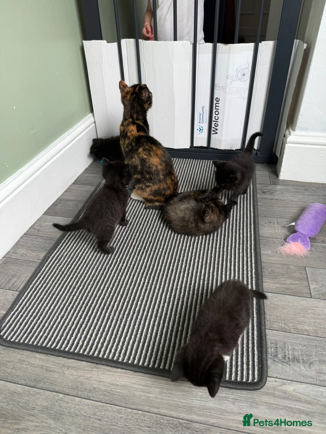 Mixed Breed cats for sale: Black male kitten looking for forever home! - Advert 1
