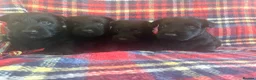 Scottish Terrier dogs for sale: Beautiful Scottie’s  - Advert 4