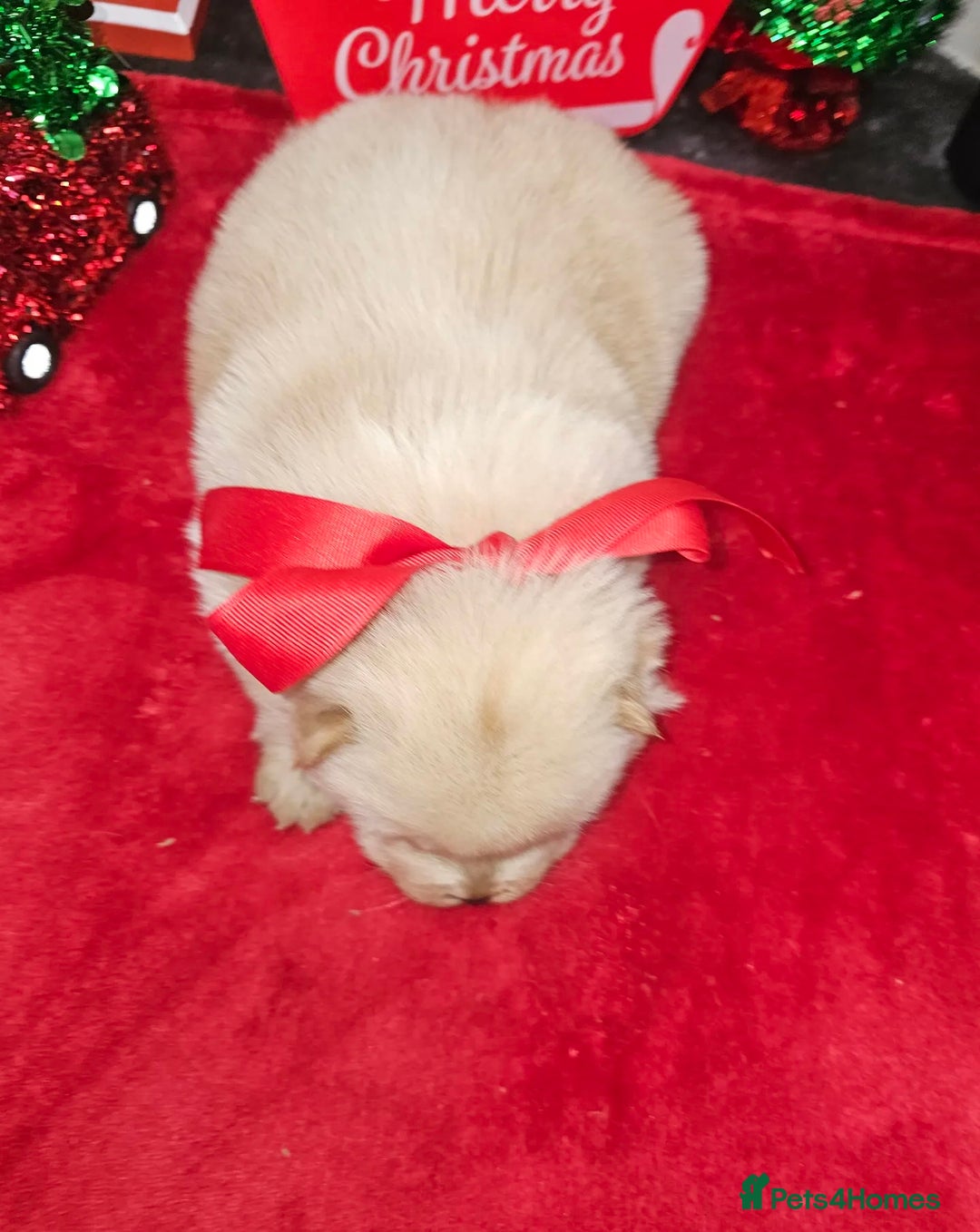 Chow Chow dogs for sale:  **  Litter of  Chow Chow Puppies - Advert 12