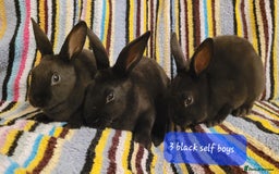Rex rabbits for sale: Mini Rex babies ready now - Image 5