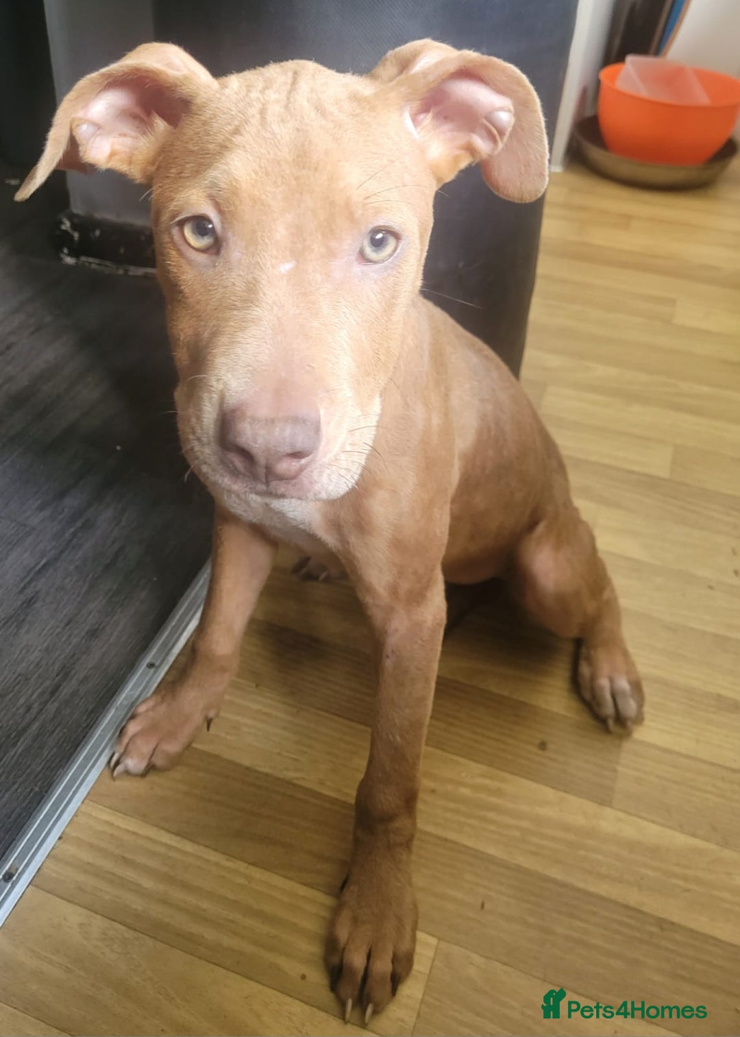 Mixed Breed dogs for sale: Adorable, loving 20 weeks young puppy's  - Image 8