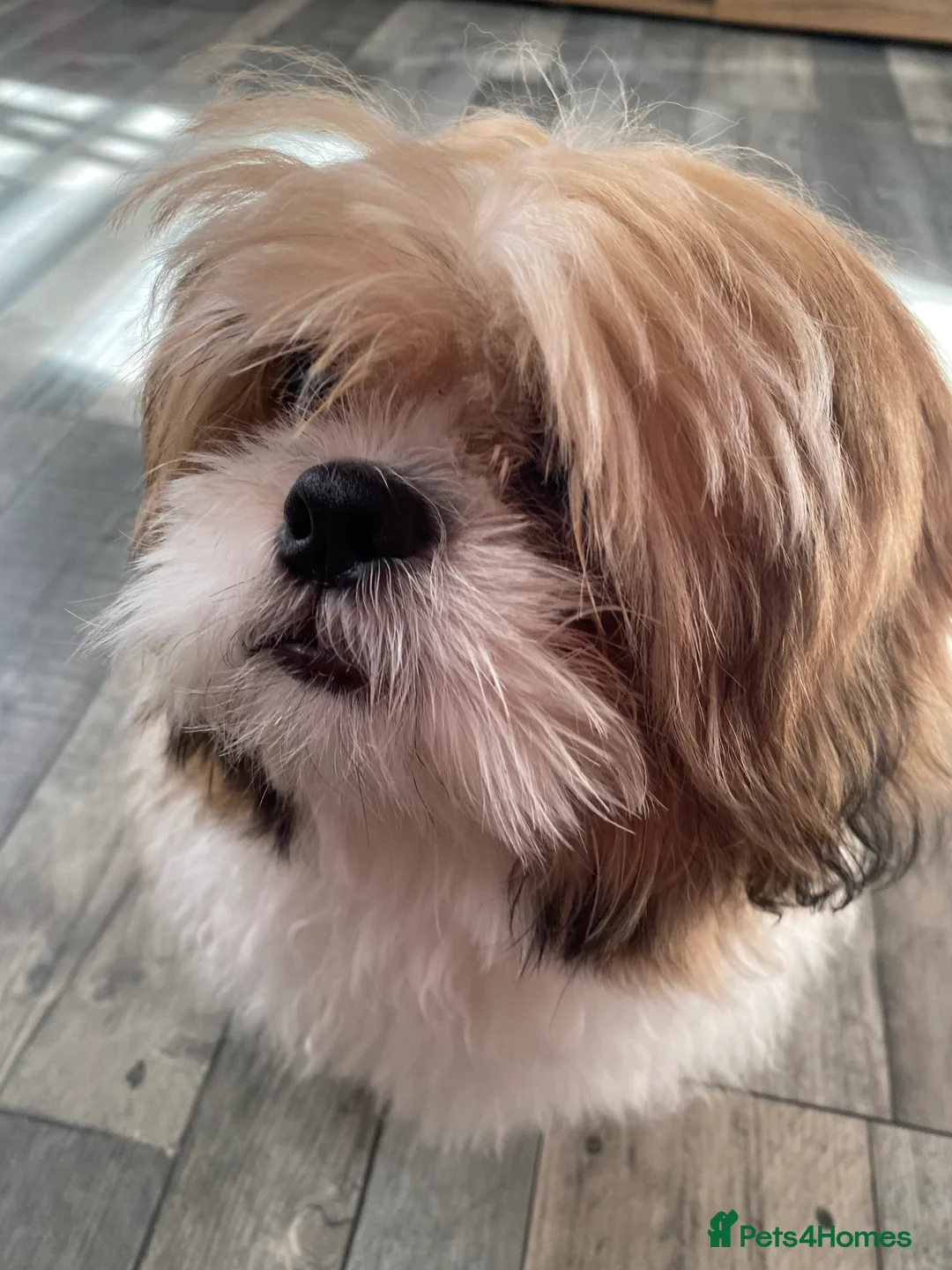 Shih Tzu dogs for sale: Shih tzu - Advert 1