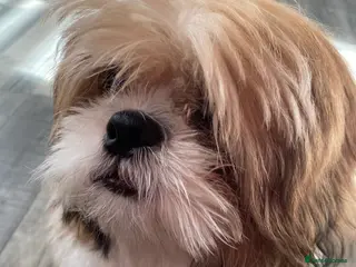 Shih Tzu dogs Shih tzu - Advert 1