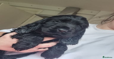 Cocker Spaniel dogs Gorgeous show type cocker spaniel puppies - Advert 1