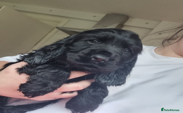 Cocker Spaniel dogs Gorgeous show type cocker spaniel puppies - Advert 5