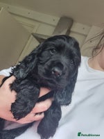Cocker Spaniel dogs Gorgeous show type cocker spaniel puppies - Advert 1