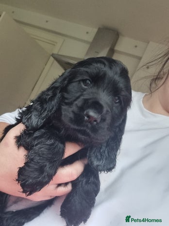 Cocker Spaniel dogs Gorgeous show type cocker spaniel puppies - Advert 5