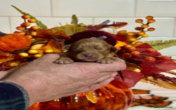 Cavapoo dogs for sale: 4 f1 ruby red Cavapoo babies looking for families  - Image 7