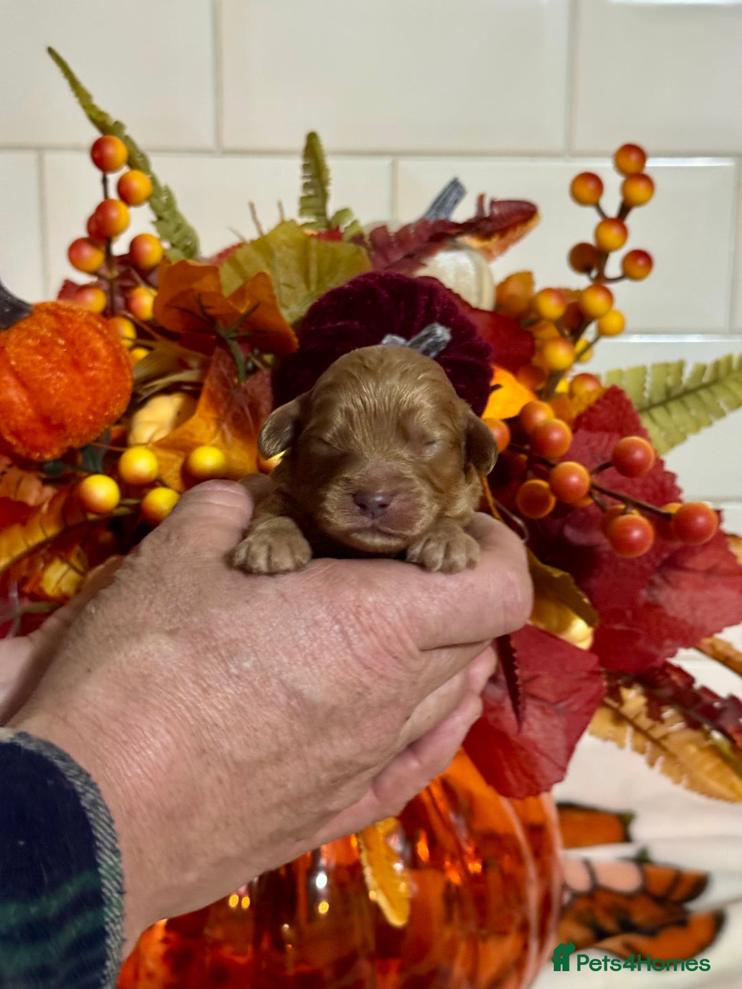 Cavapoo dogs for sale: 4 f1 ruby red Cavapoo babies looking for families  - Image 7