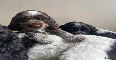 Cocker Spaniel dogs - Advert 10