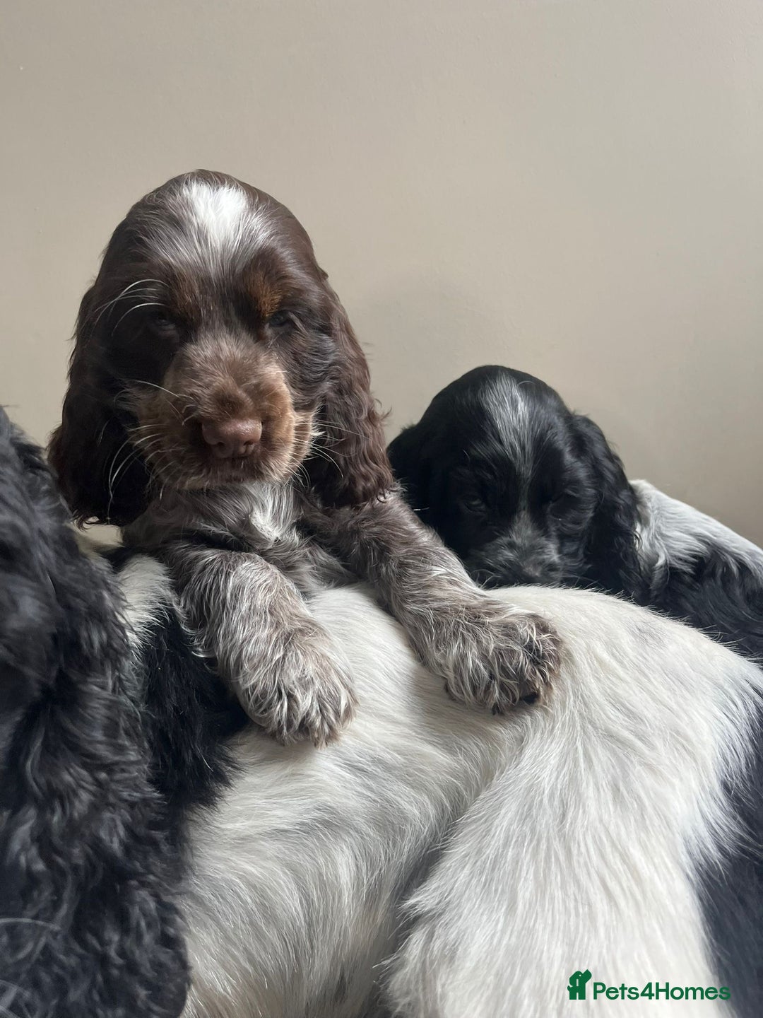 Cocker Spaniel dogs for sale: Cocker Spaniel Show  - Image 2