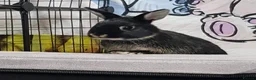 Netherland Dwarf rabbits for sale: 2 Dwarf Netherlands  in Cannock - Advert 5