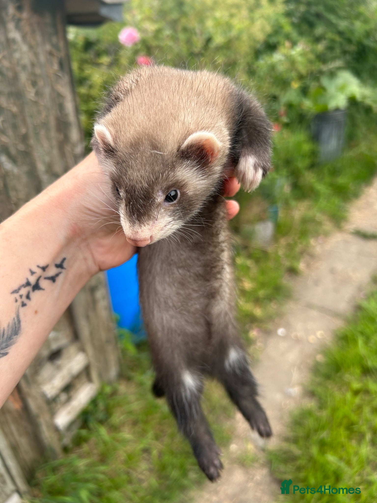 Ferret rodents KIT FERRETS FOR SALE  - Advert 20