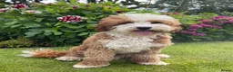 Australian Labradoodle dogs for sale: 🐾 READY TO GO ~ EXCEPTIONAL AUSTRALIAN DOODLES🐾 - Advert 5