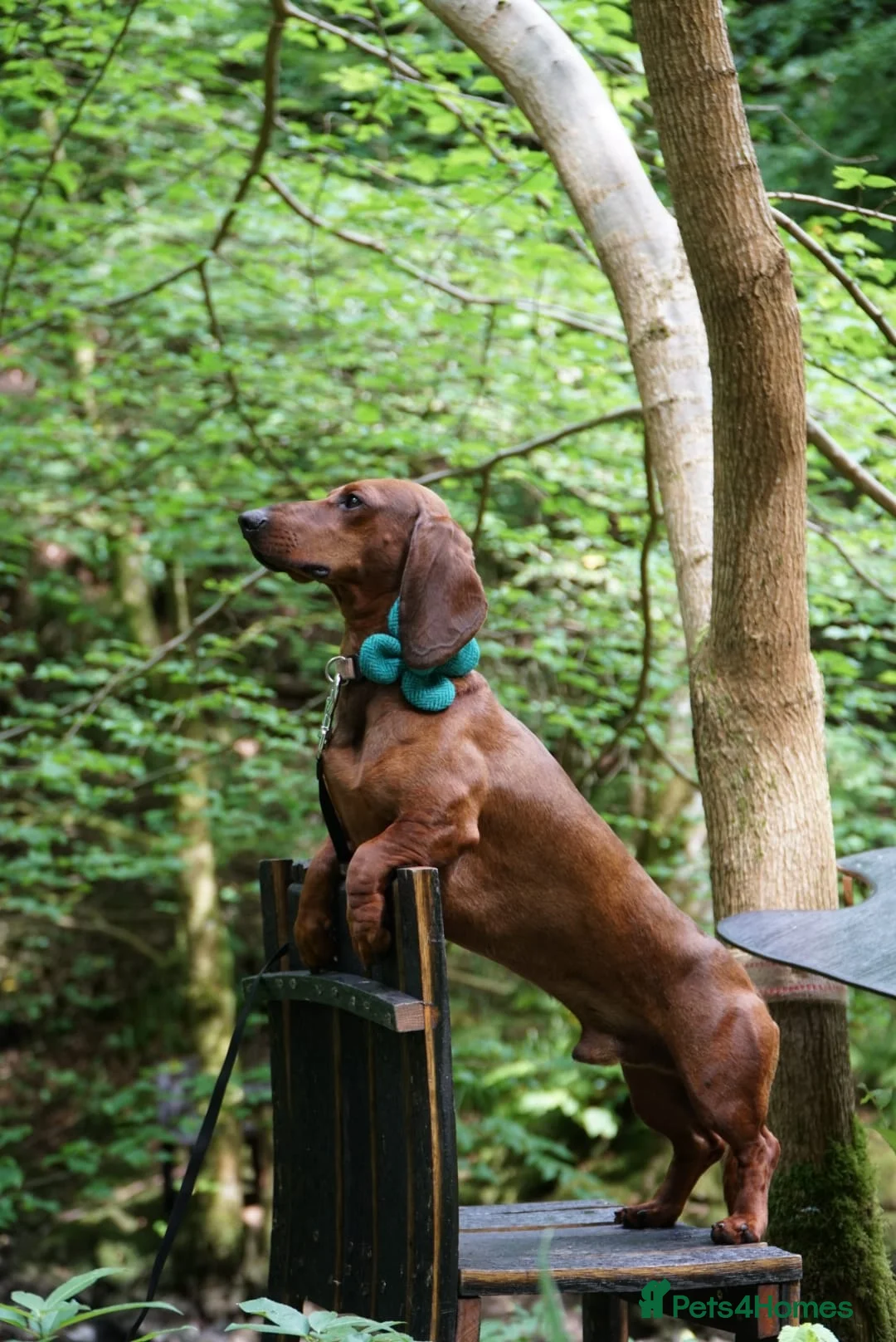 Dachshund dogs for stud: KC Standard smooth red hair dachshund  stud in Banbury - Advert 16