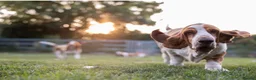 Basset Hound dogs for sale: Bonnie, ZZ & Bella – Beautiful Basset Hound Girls  - Advert 3