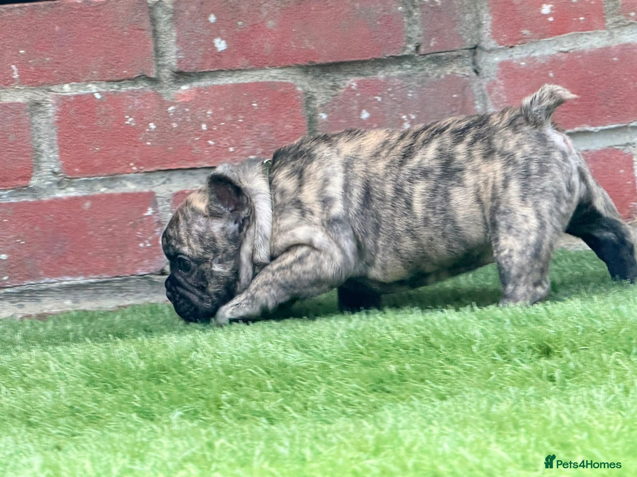 French Bulldog dogs Adorable french  puppy's  - Advert 7
