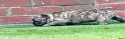 French Bulldog dogs for sale: Adorable french  puppy's  - Advert 6