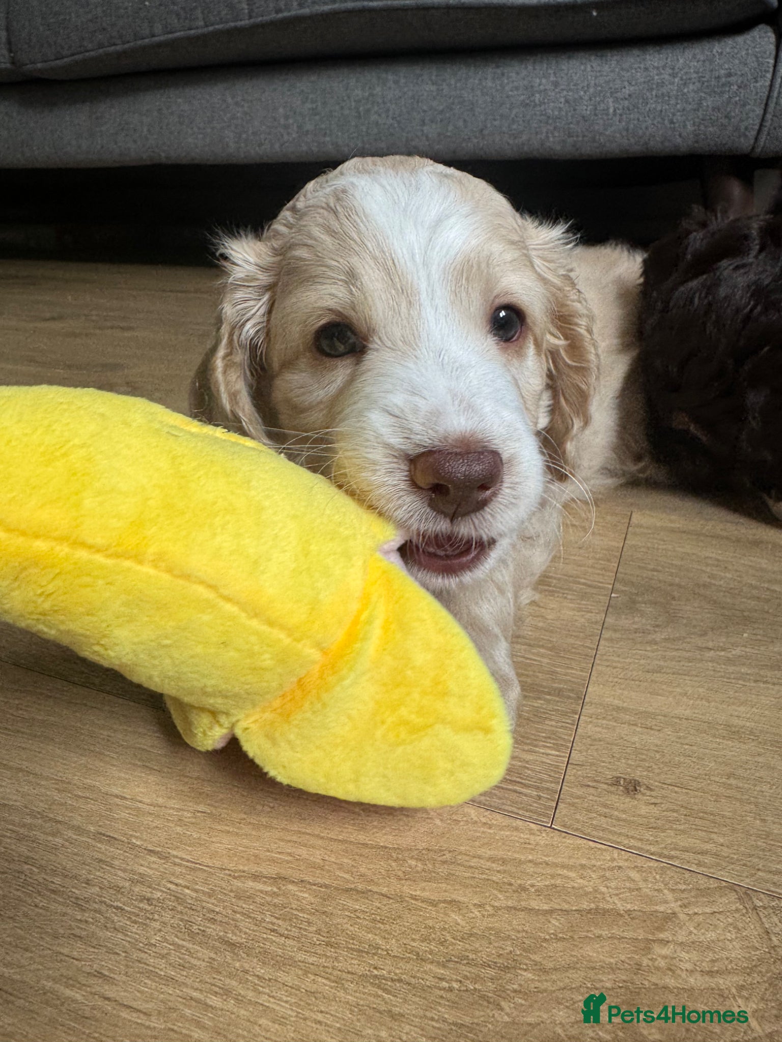 Cockapoo dogs Beautiful F2b Cockapoo puppies - Advert 2