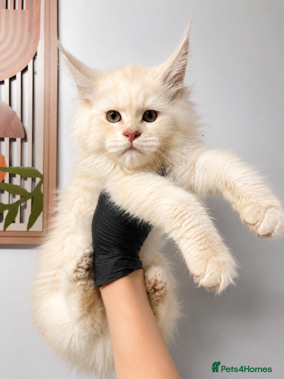 Maine Coon cats Maine coon kittens  - Advert 16