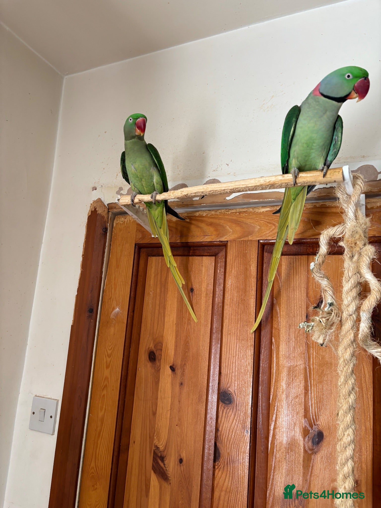Parakeets birds Young bonded pair of alexandrine  - Advert 4