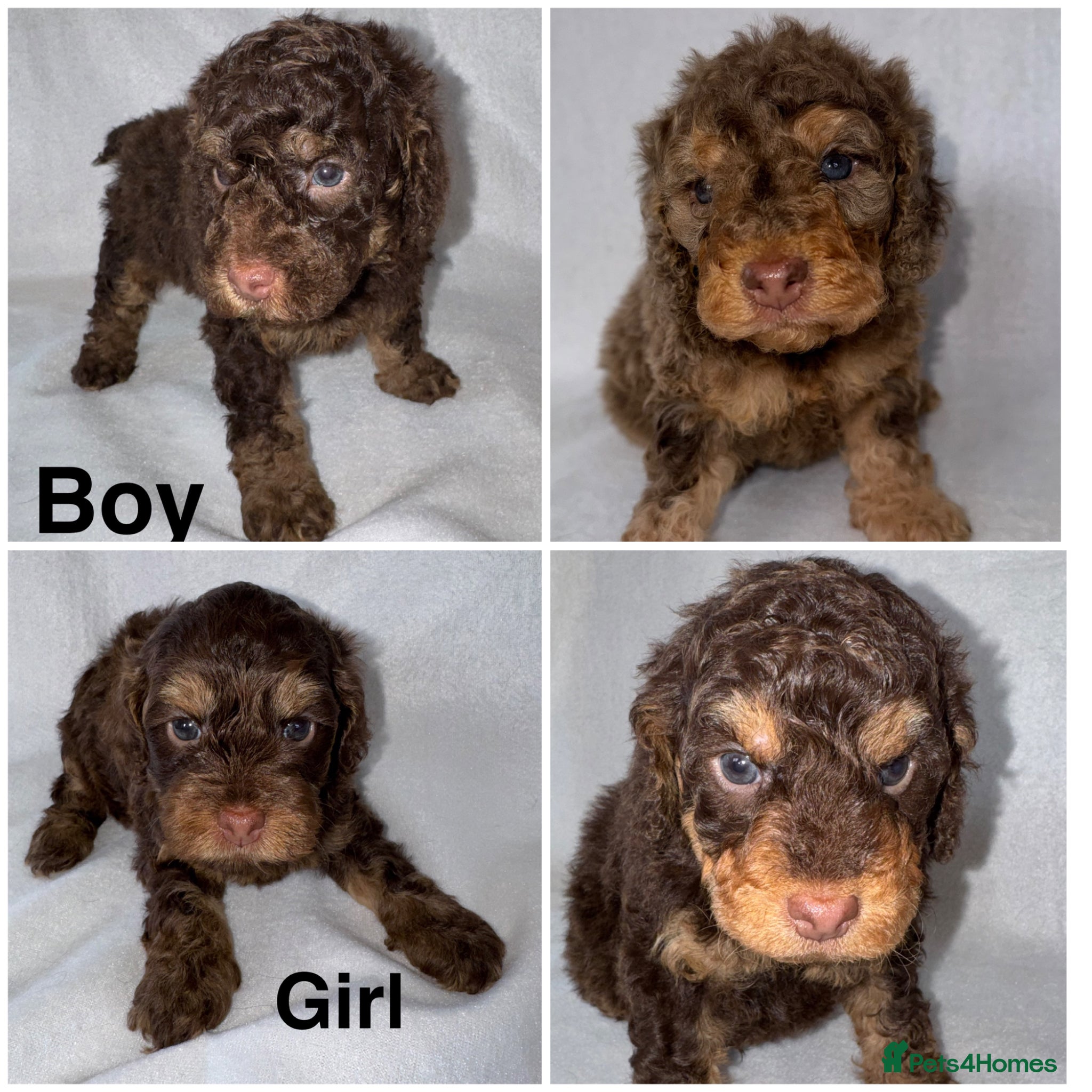 Cockapoo dogs DNA TESTED, Stunning Cockapoo Pups,Ready 5th June  - Advert 7