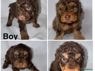 Cockapoo dogs DNA TESTED, Stunning Cockapoo Pups,Ready 5th June - Advert 1
