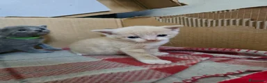 Mixed Breed Kitten 3