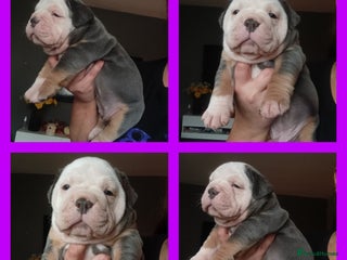 Olde English Bulldogge dogs - Advert 1