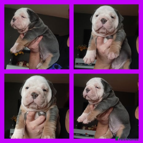 Olde English Bulldogge dogs - Advert 1
