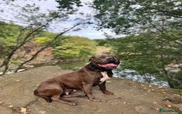 Mixed Breed dogs for sale: Cane Corso Boerboels - Image 6