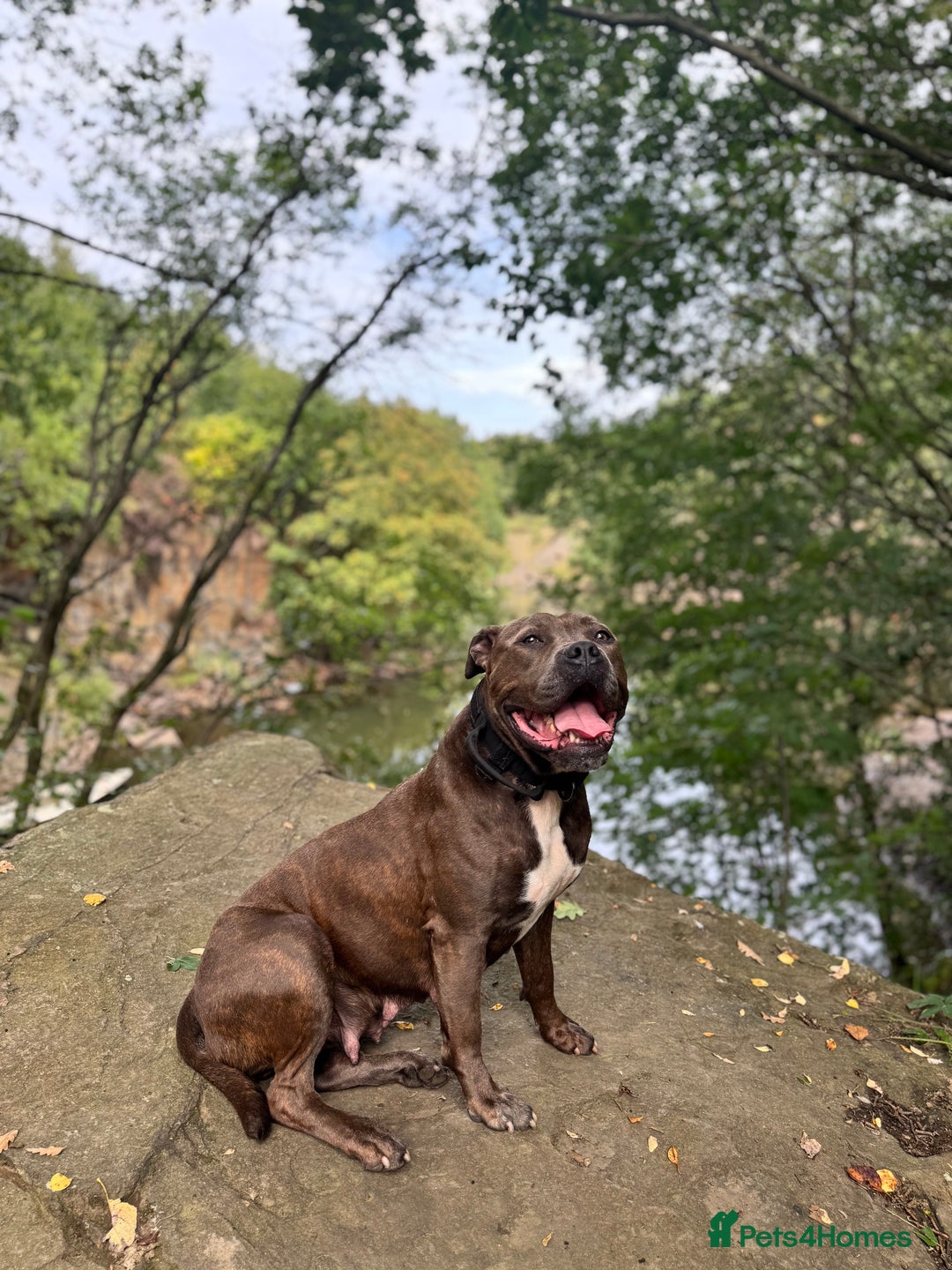 Mixed Breed dogs for sale: Cane Corso Boerboels - Image 6