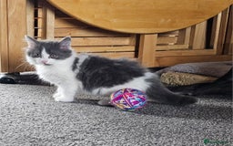 British Longhair cats for sale: Tabby mix kittens - Image 7