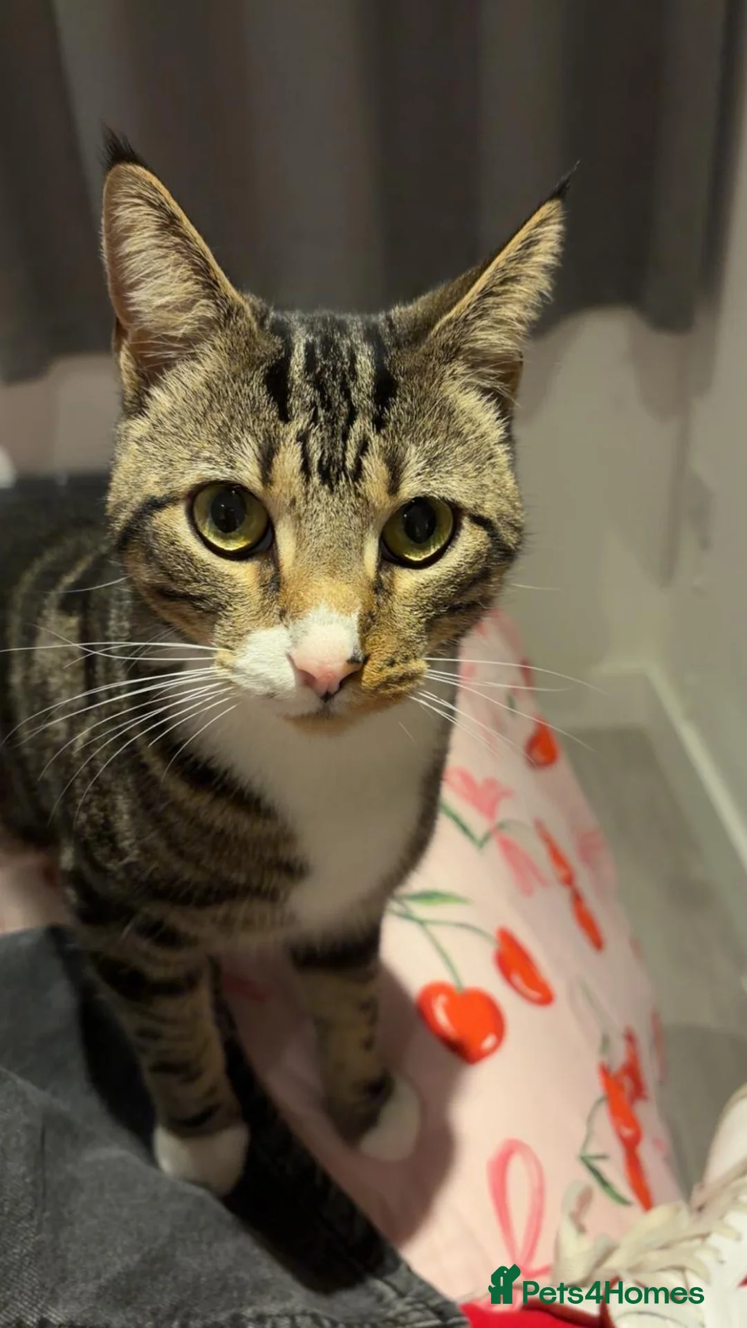 Mixed Breed cats for sale: Looking to rehome 2 beautiful Cats - Advert 3