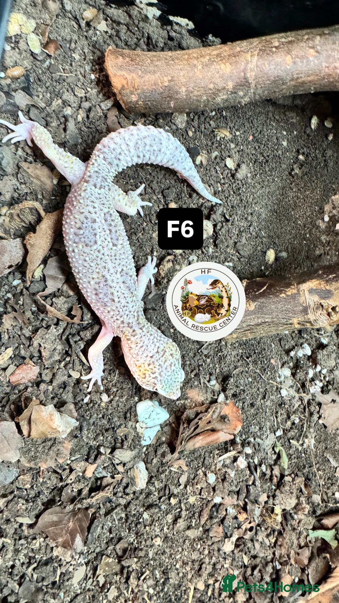 Gecko reptiles for sale: Lizards for rehome  - lot to choose from  in Nottingham - Advert 14