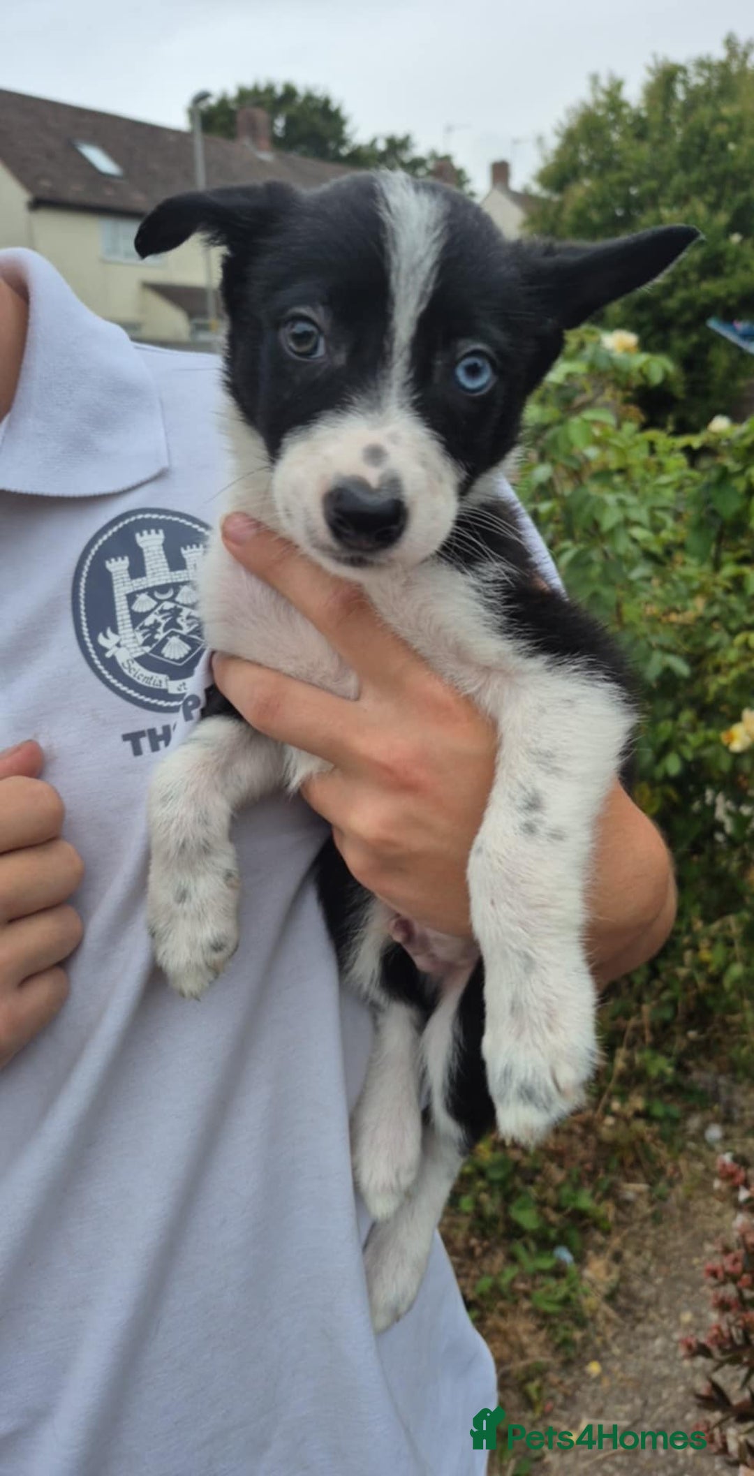 Welsh Collie dogs for sale: 3 collie puppys looking for there forever homes  - Image 5