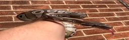 Python Snake reptiles for sale: Female royal/ball python - Advert 5