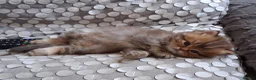 Persian cats for sale: 2  perfect pur persian chinchilla boys - Advert 3