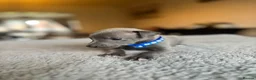 Italian Greyhound dogs for sale: KC REG ITALIAN GREYHOUNDS BLUE PUPS FOR NEW HOMES - Advert 4