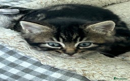 Mixed Breed cats for sale: Three lovely girls  - Advert 2