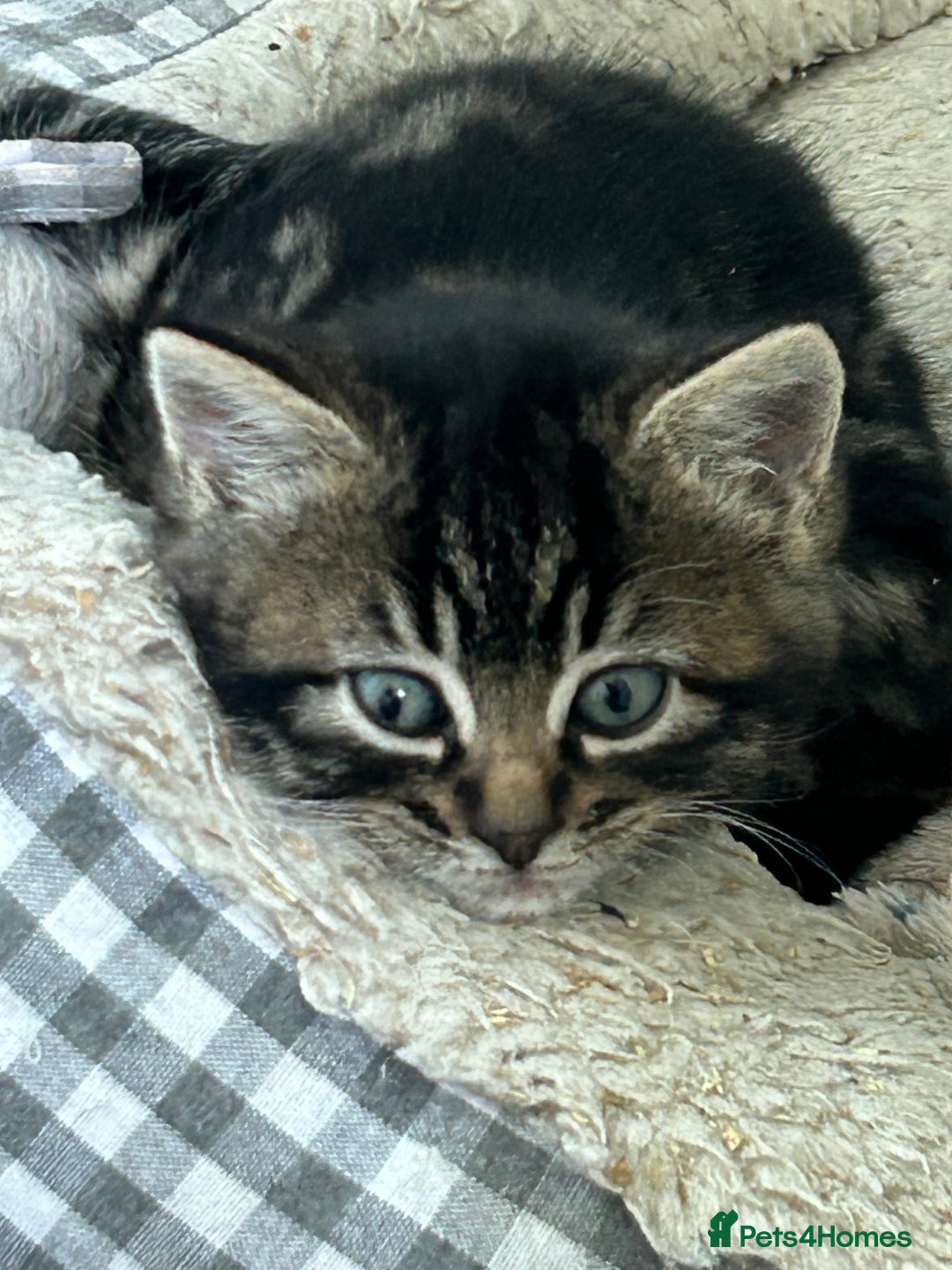 Mixed Breed cats for sale: Three lovely girls  - Advert 2