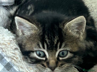 Mixed Breed cats Three lovely girls - Advert 1