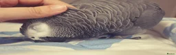 Parrots birds for sale: African Gray  - Advert 2