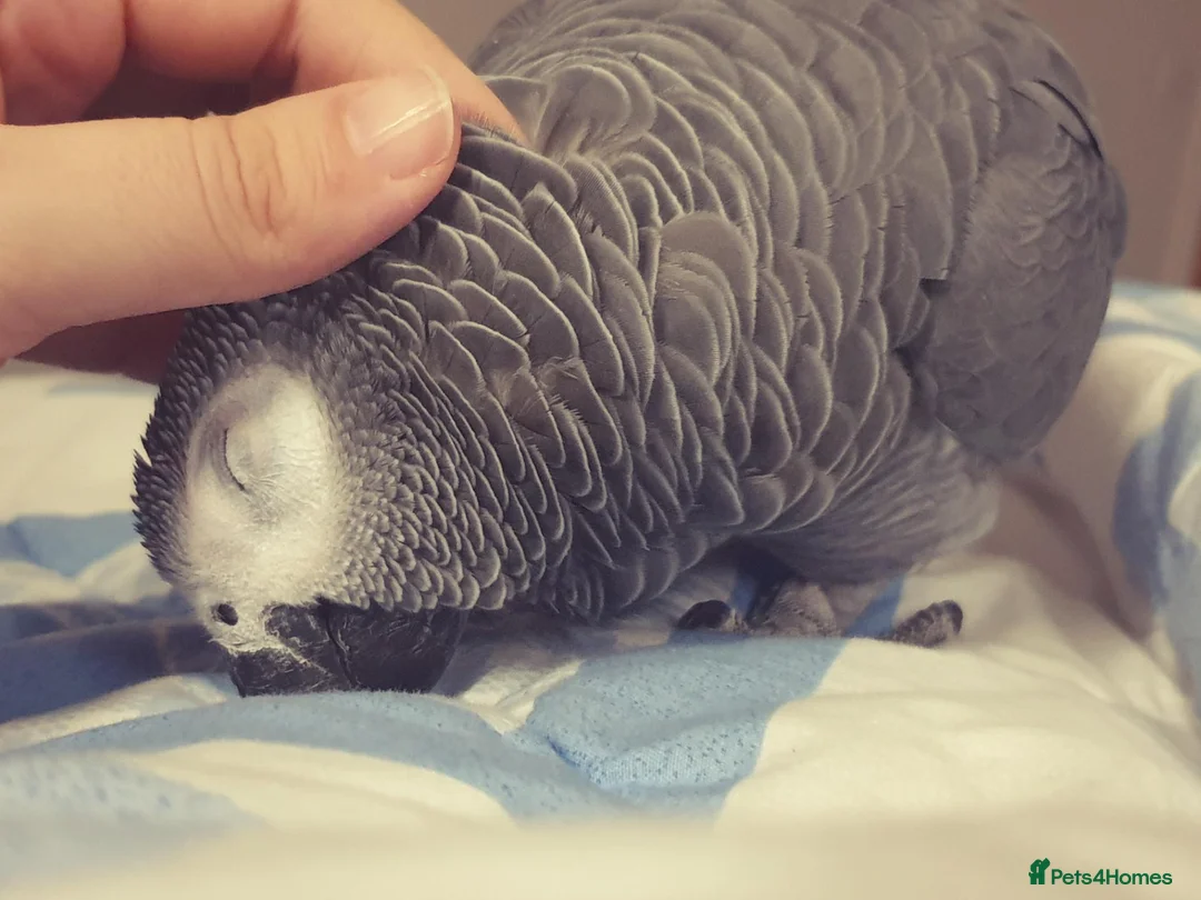 Parrots birds for sale: African Gray  - Advert 2