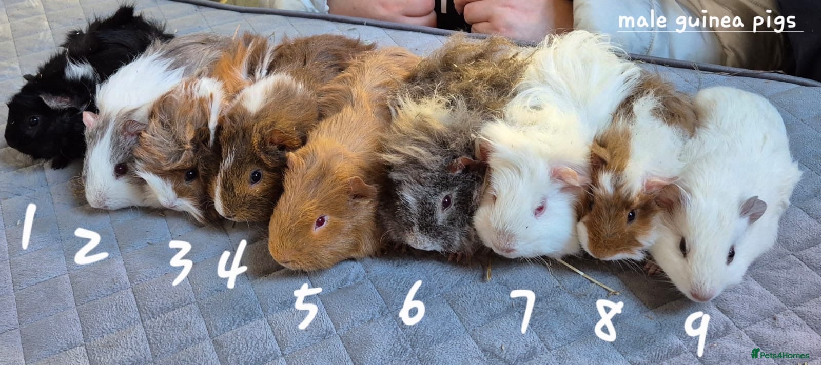 Guinea Pig rodents Baby guinea pigs for sale  - Advert 8