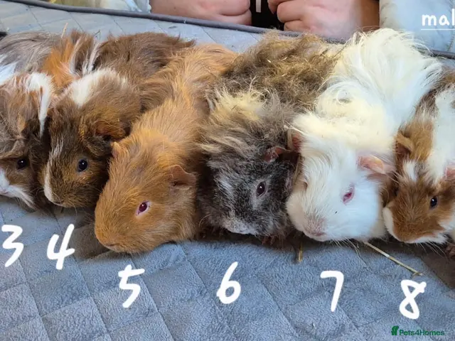 Guinea Pig rodents Baby guinea pigs for sale - Advert 8