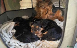 Yorkshire Terrier dogs for sale: 2 boys ready to go  - Image 7