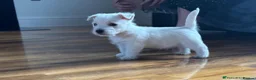 White Swiss Shepherd dogs for sale: Beautiful White Swiss Shepherd Puppies  in Luton - Advert 3
