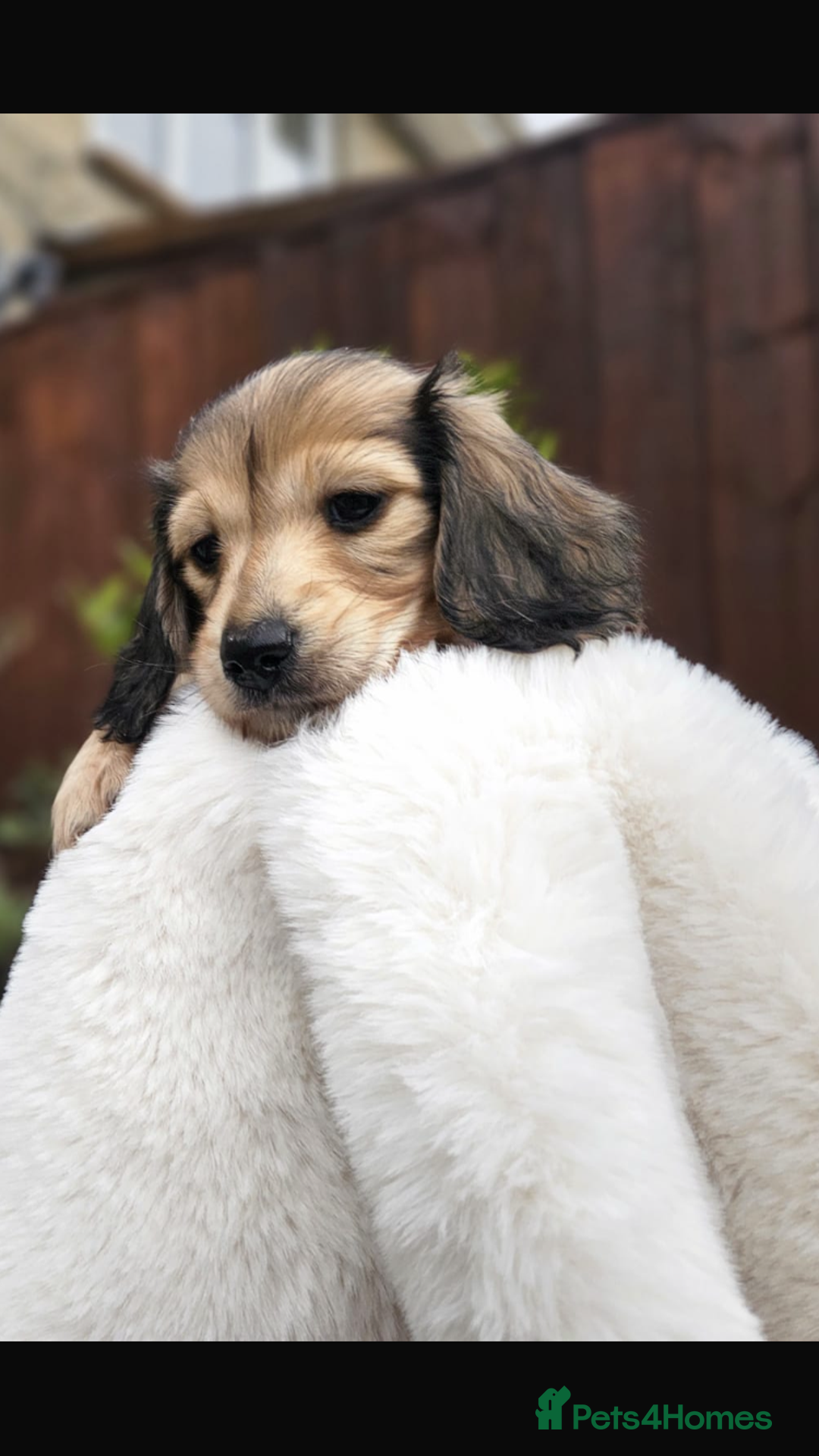 Miniature Dachshund dogs for sale: Beautiful  kc reg shaded cream girl - Advert 4
