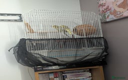 Budgerigars birds for sale: Male and female budgies  - Image 4